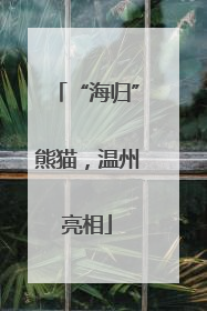 “海归”熊猫，温州亮相