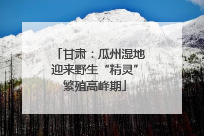 甘肃：瓜州湿地迎来野生“精灵”繁殖高峰期