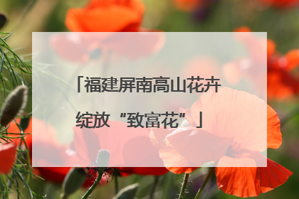 福建屏南高山花卉绽放“致富花”