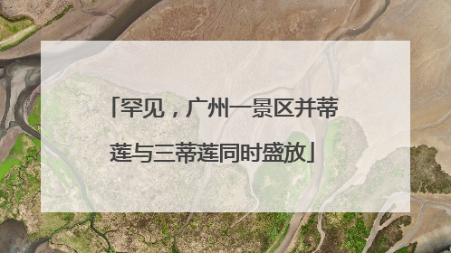罕见，广州一景区并蒂莲与三蒂莲同时盛放