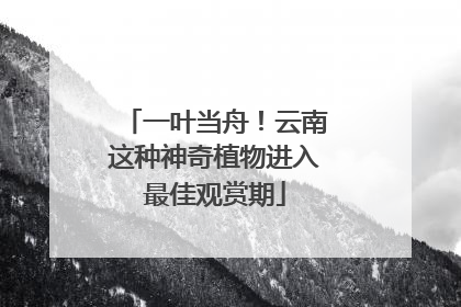 一叶当舟！云南这种神奇植物进入最佳观赏期