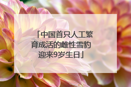 中国首只人工繁育成活的雌性雪豹迎来9岁生日