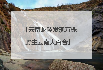 云南龙陵发现万株野生云南大百合