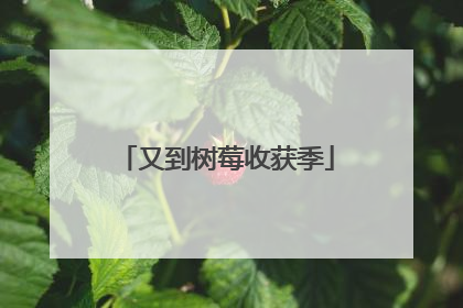又到树莓收获季