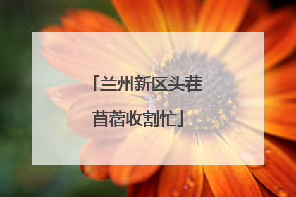 兰州新区头茬苜蓿收割忙