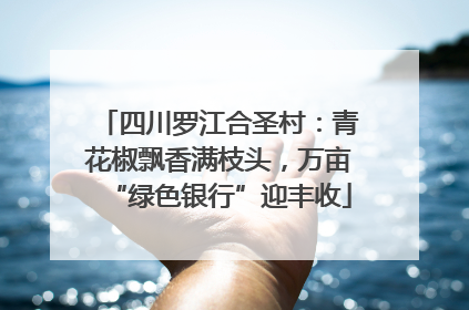 四川罗江合圣村：青花椒飘香满枝头，万亩“绿色银行”迎丰收