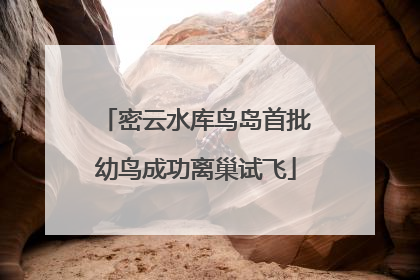 密云水库鸟岛首批幼鸟成功离巢试飞