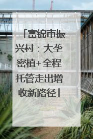 富锦市振兴村：大垄密植+全程托管走出增收新路径