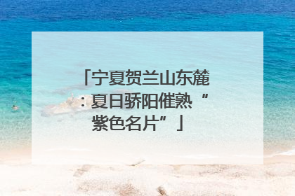 宁夏贺兰山东麓：夏日骄阳催熟“紫色名片”