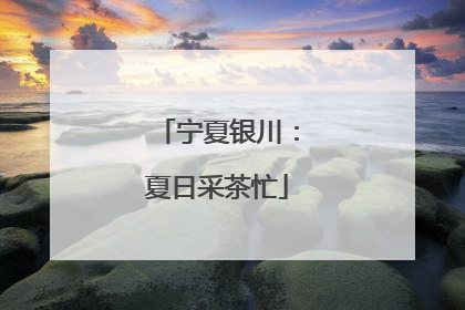 宁夏银川：夏日采茶忙