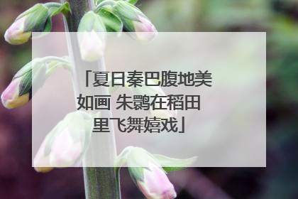 夏日秦巴腹地美如画 朱鹮在稻田里飞舞嬉戏