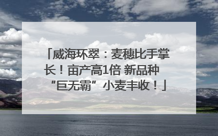 威海环翠：麦穗比手掌长！亩产高1倍 新品种“巨无霸”小麦丰收！