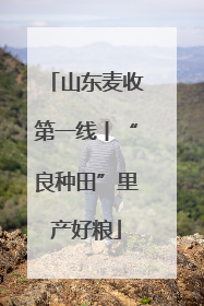 山东麦收第一线丨“良种田”里产好粮