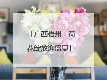 广西梧州：荷花绽放迎盛夏