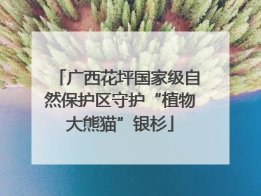 广西花坪国家级自然保护区守护“植物大熊猫”银杉