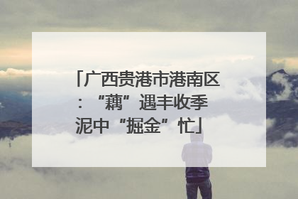 广西贵港市港南区：“藕”遇丰收季 泥中“掘金”忙