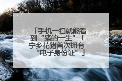 手机一扫就能看到“猪的一生”！宁乡花猪首次拥有“电子身份证”