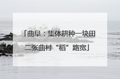 曲阜：集体耕种一块田 二张曲村“稻”路宽