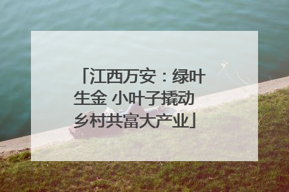 江西万安：绿叶生金 小叶子撬动乡村共富大产业