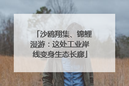沙鸥翔集、锦鲤漫游：这处工业岸线变身生态长廊