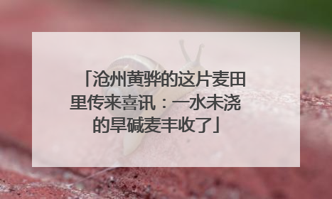 沧州黄骅的这片麦田里传来喜讯：一水未浇的旱碱麦丰收了