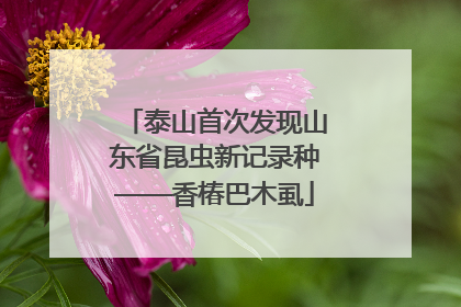 泰山首次发现山东省昆虫新记录种——香椿巴木虱