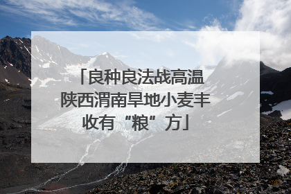 良种良法战高温 陕西渭南旱地小麦丰收有“粮”方