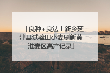 良种+良法！新乡延津县试验田小麦刷新黄淮麦区高产记录