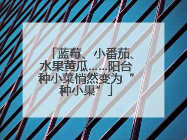 蓝莓、小番茄、水果黄瓜……阳台种小菜悄然变为“种小果”