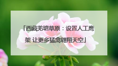 西藏羌塘草原：设置人工鹰架 让更多猛禽翱翔天空