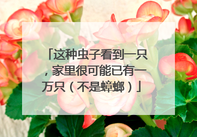 这种虫子看到一只，家里很可能已有一万只（不是蟑螂）
