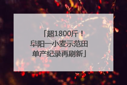 超1800斤！阜阳一小麦示范田单产纪录再刷新