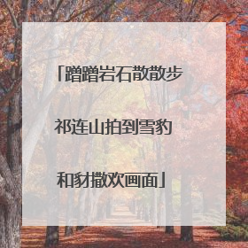 蹭蹭岩石散散步 祁连山拍到雪豹和豺撒欢画面