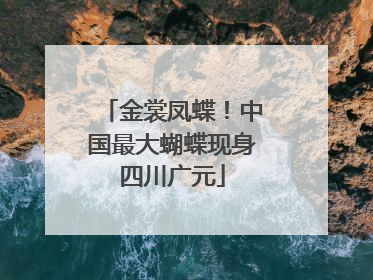 金裳凤蝶！中国最大蝴蝶现身四川广元