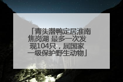 青头潜鸭定居淮南焦岗湖 最多一次发现104只，属国家一级保护野生动物