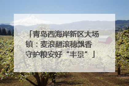 青岛西海岸新区大场镇：麦浪翻滚穗飘香 守护粮安好“丰景”