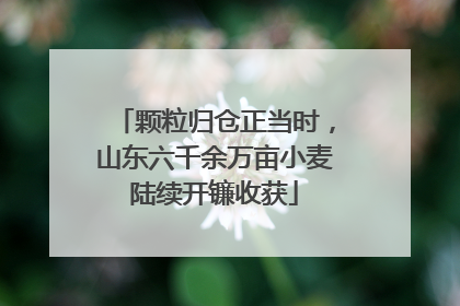 颗粒归仓正当时，山东六千余万亩小麦陆续开镰收获