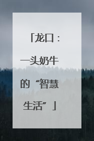 龙口：一头奶牛的“智慧生活”